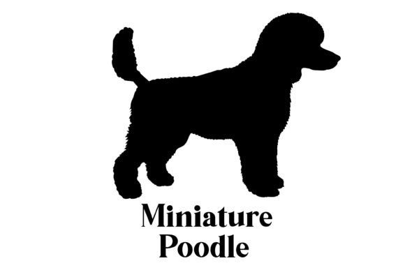 Miniature Poodle Dog Silhouette Breeds – A Design Review
